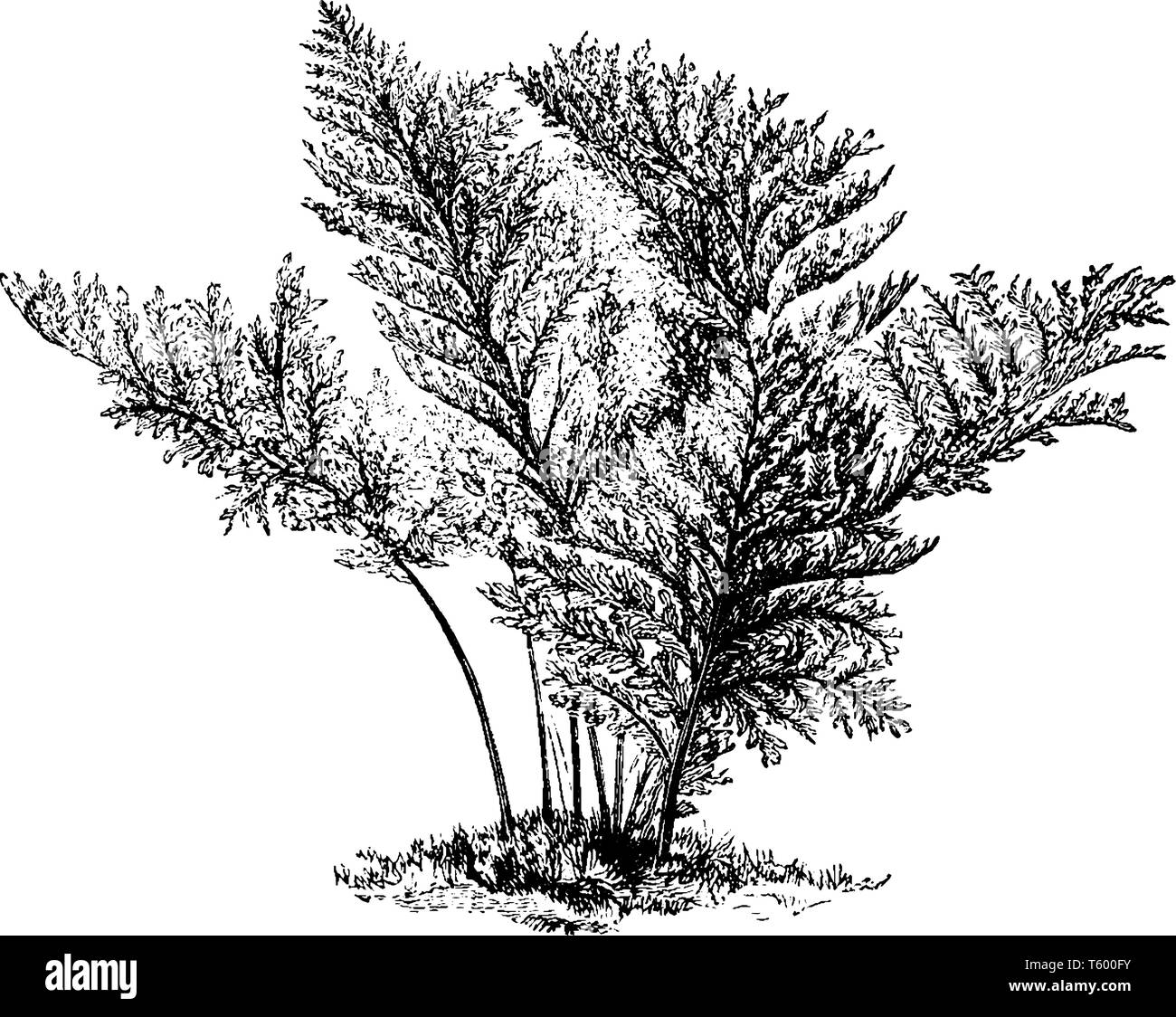 A picture is showing Polypodium Vulgare Elegantissimum. It belongs to Polypodiaceae family. This is an attractive form of Polypodium Vulgare, vintage  Stock Vector