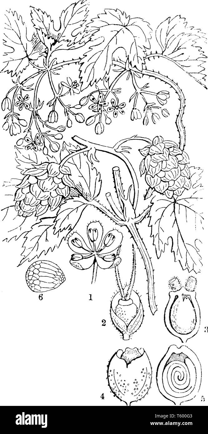 The image shows a Humulus Lupulus a common hop. Hops are described as bine plants rather than vine because unlike vines they have stiff downward facin Stock Vector