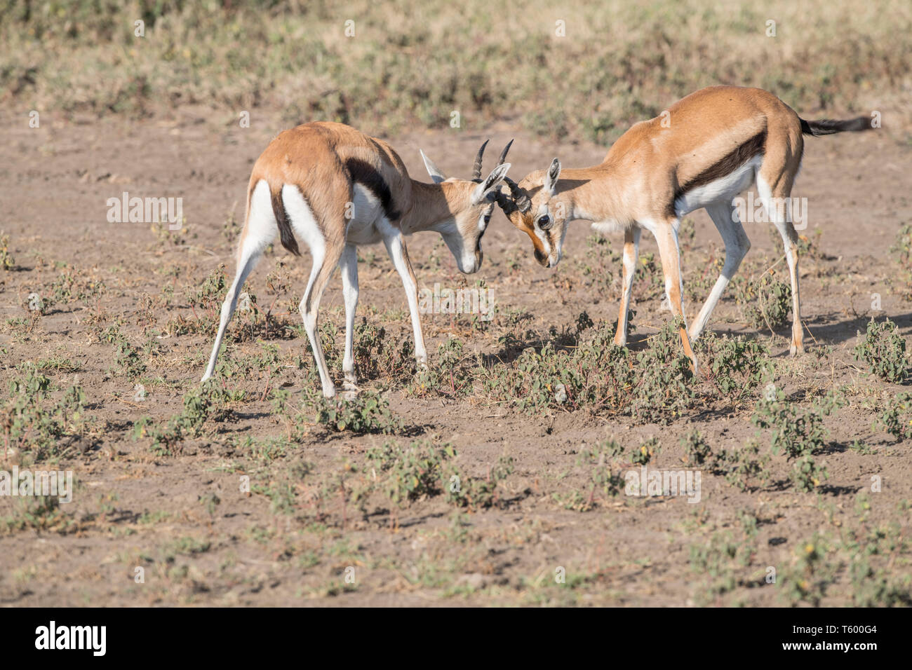 Thomsons gazelles sparring, Tanzania Stock Photo