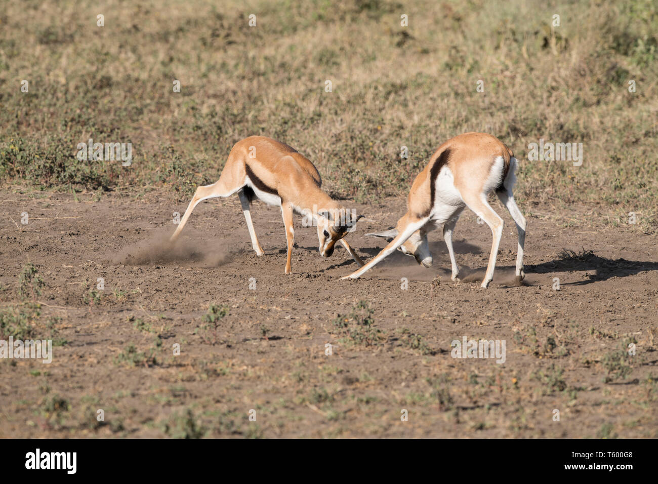 Thomsons gazelles sparring, Tanzania Stock Photo