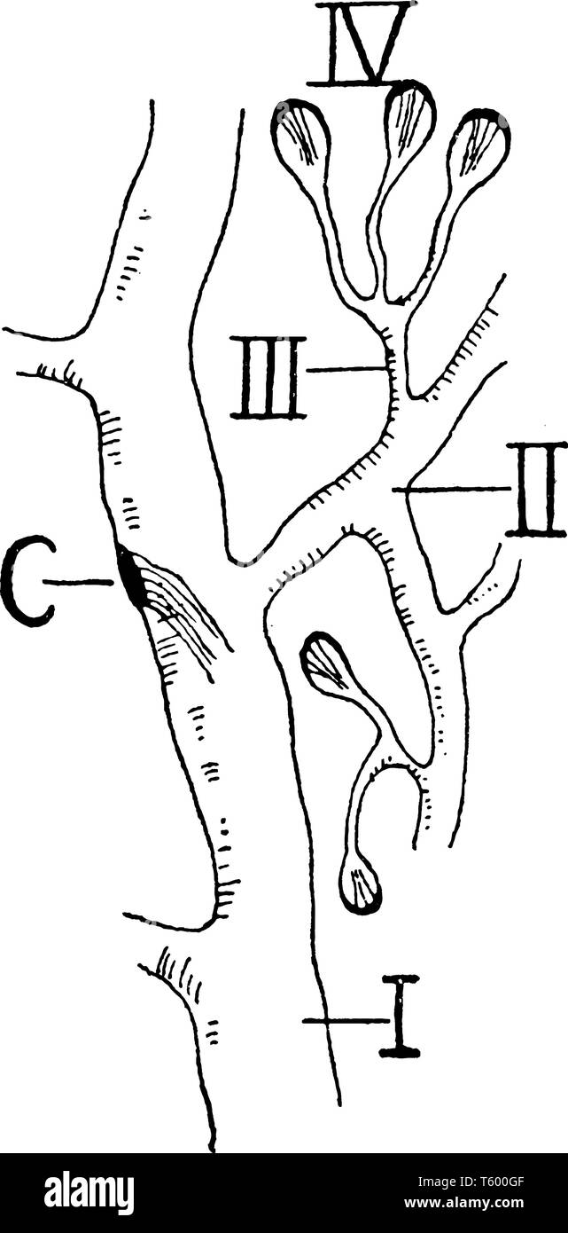 Plathelminth are a phylum of relatively simple bilaterian unsegmented ...