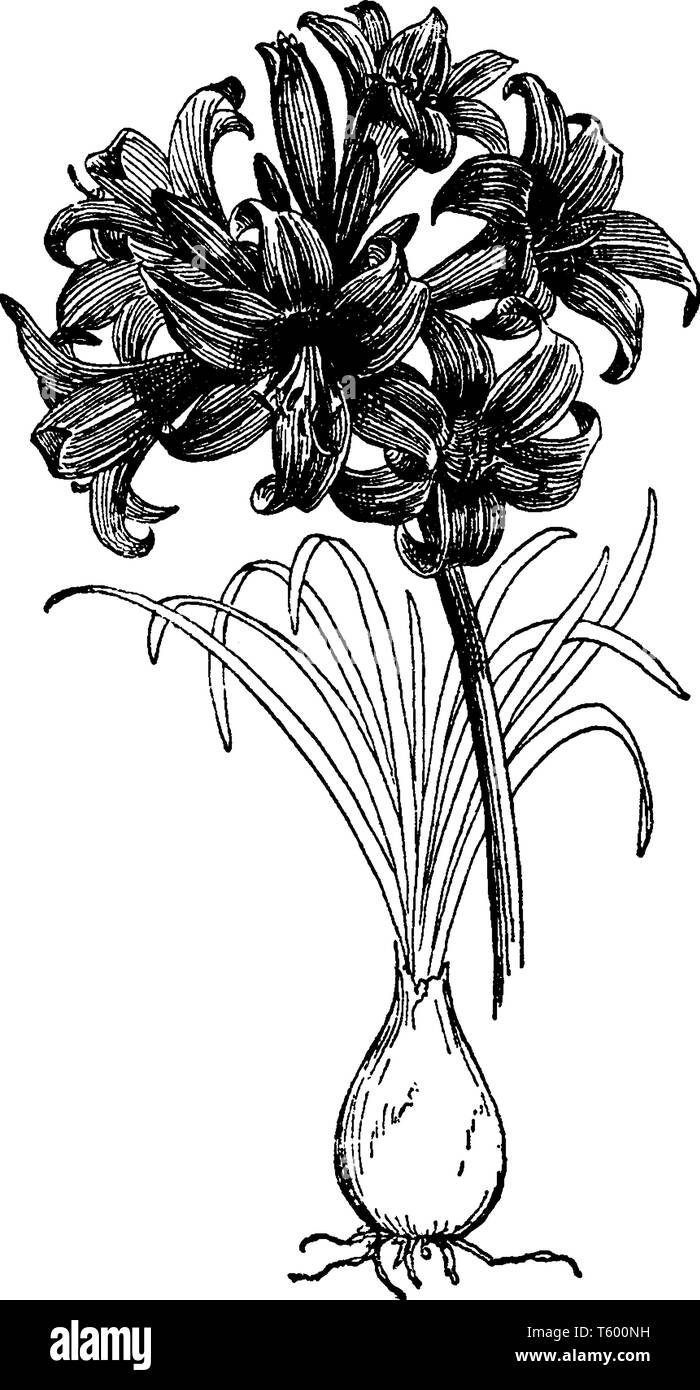 A picture shows Amarylis Belladona Plants.The belladonna lily can also be grown in large pots using a very porous soil mix. The leaves and stem of the Stock Vector