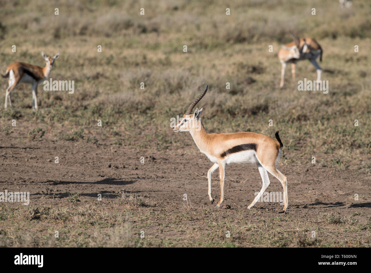 Thomsons gazelle walking, Tanzania Stock Photo - Alamy