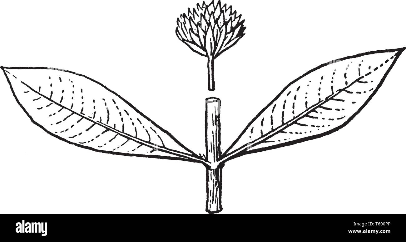 A picture shows Alternanthera Plant. It is genus may be known generally as joyweeds, or Joseph's coat. It is a widespread genus with most species, lon Stock Vector