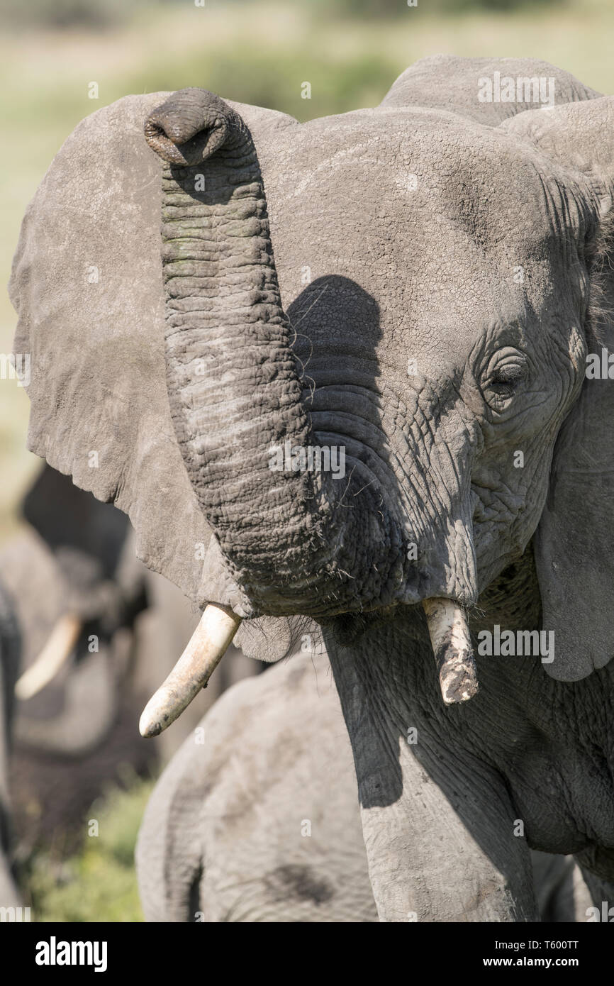 Elephant with trunk up, Tanzania Stock Photo