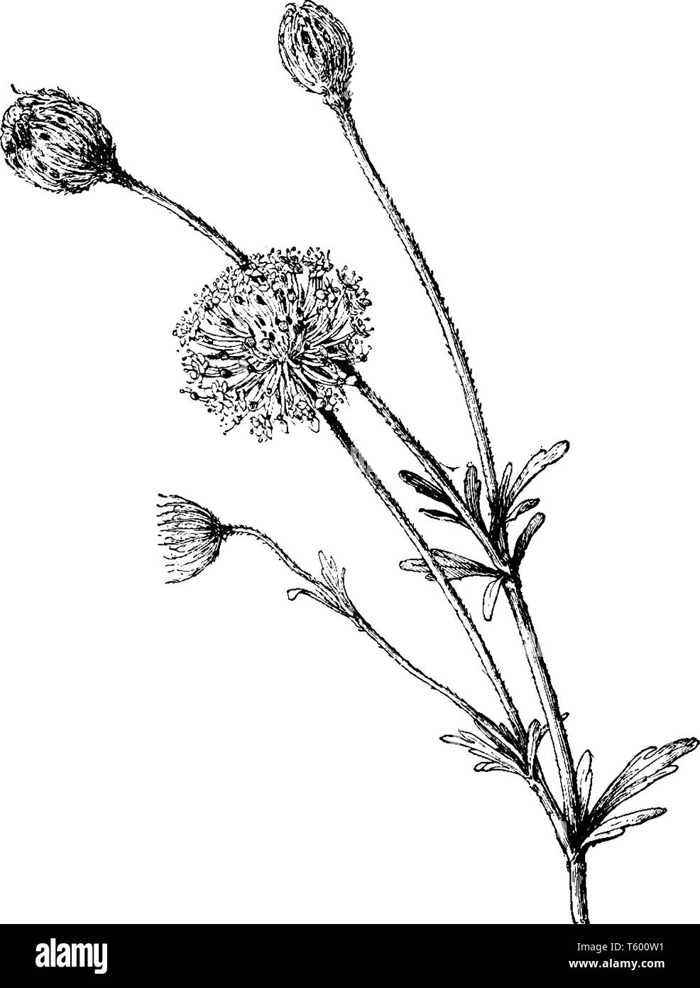 This is a flower of Trachymene Caerulea and it is genus of Trachymene. Flowers have curving stems with fine, deeply lobed leaves, vintage line drawing Stock Vector