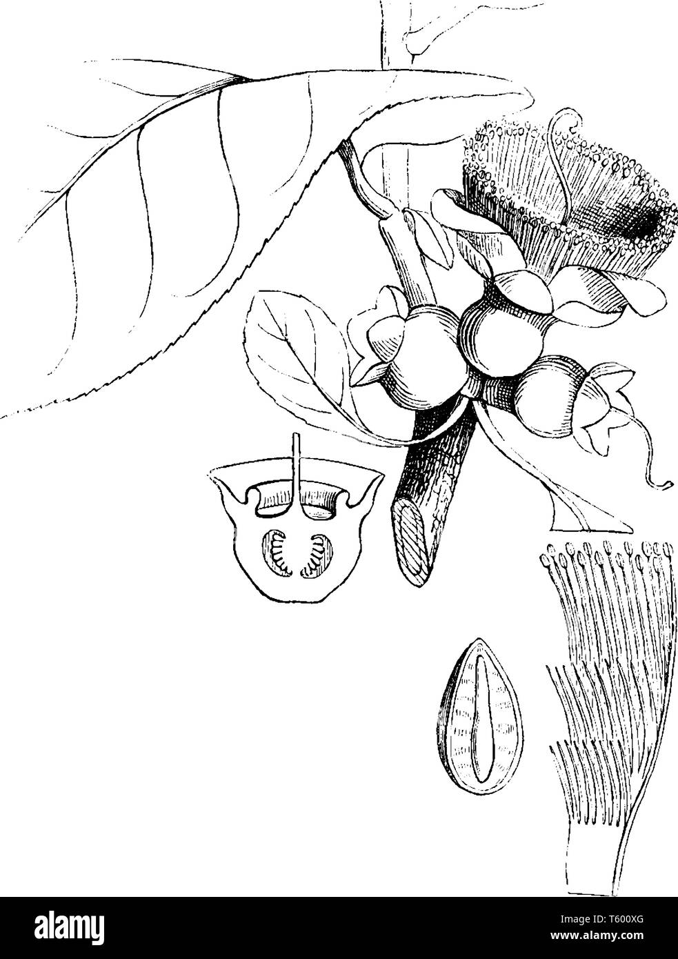 A picture showing the different parts of Slow Match Tree. The parts include one of the bundles of stamens, a perpendicular section of the ovary and se Stock Vector