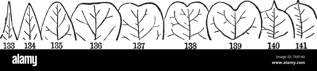 There are many types tip of leaves, there are attenuate ,acuate,cuspidate,obtuse,truncate,obcordate,emerginate ,attenute,acuminate etc, vintage line d Stock Vector