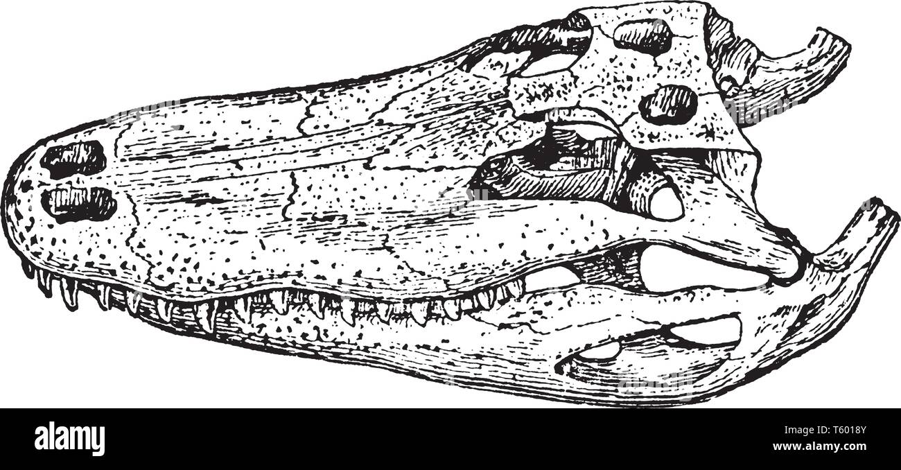 Alligator Skull of a member of the family Alligatorid, vintage line drawing or engraving illustration. Stock Vector