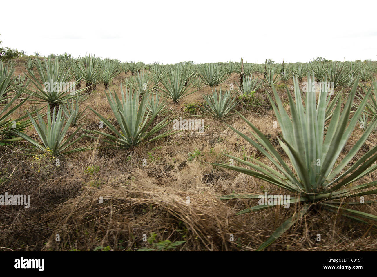 Henequen (Agave fourcroydes) field in Hacienda Sotuta de Peon, Tecoh, Yucatan, Mexico. Stock Photo