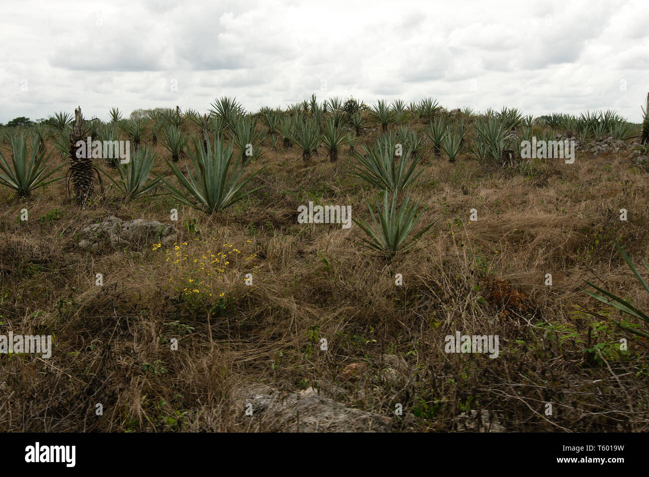 Henequen (Agave fourcroydes) field in Hacienda Sotuta de Peon, Tecoh, Yucatan, Mexico. Stock Photo