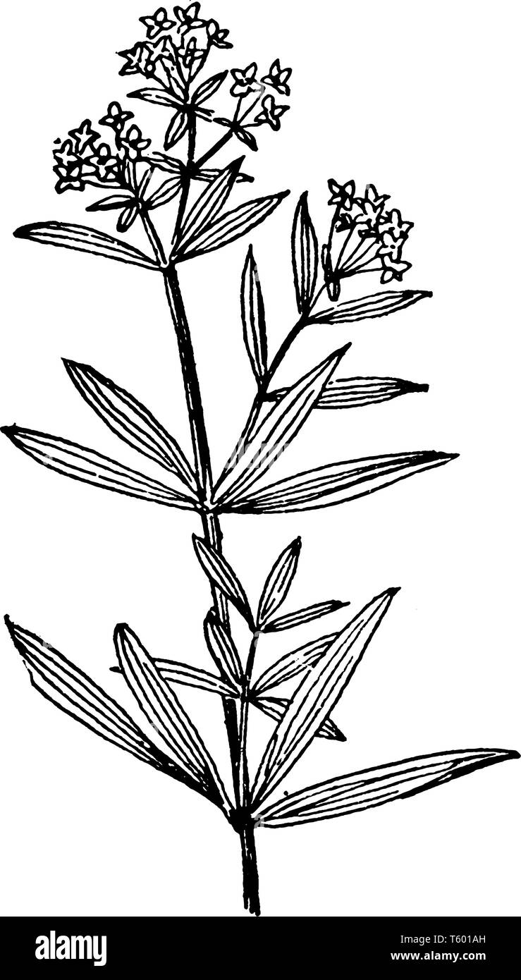 The picture is showing northern bedstraw, a star shaped flower. Leaves are opposite pair on stem, leaves have blunt tip and stalk less, vintage line d Stock Vector