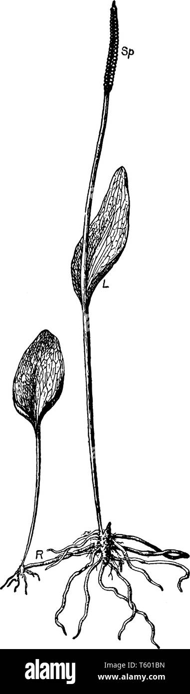 An image of southern adders tongue. L, Adder's tongue fern (Ophioglossum vulgatum) it shaped like a rounded diamond-shaped sheath and R, runner or sto Stock Vector