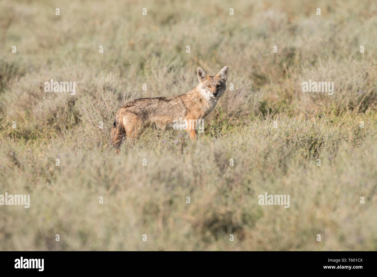 Golden jackal on the savannah, Tanzania Stock Photo