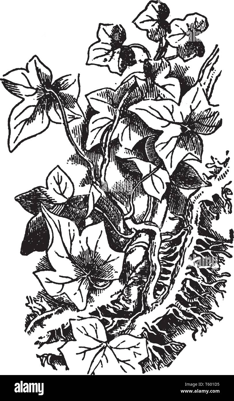 More leaf Stock Vector Images Alamy