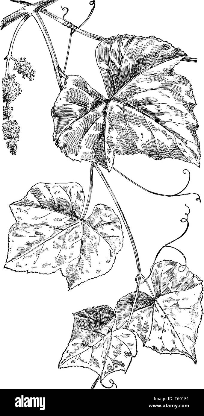 Picture shows the Northern Fox Grape. Leaves are large in size. It belongs to Vitaceae family. Flowers appear in May to June. The grape is round, vint Stock Vector