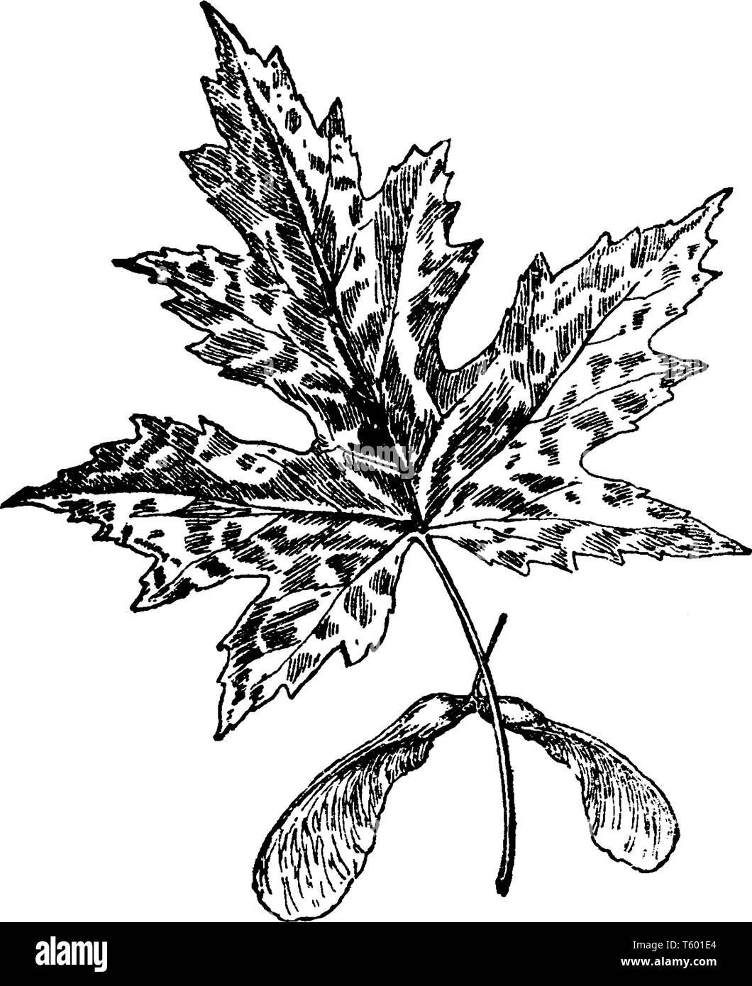 This is species of Maple and also known as silver maple, water maple. Leaves are green coloured. Tree grows hundred and twenty feet tall, vintage line Stock Vector