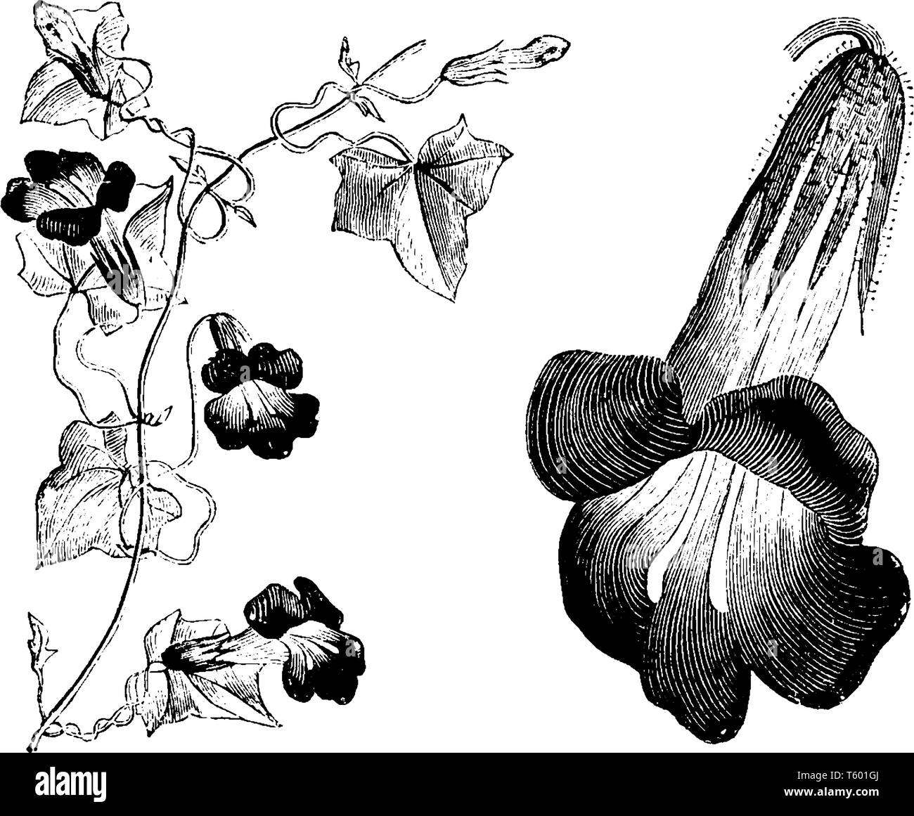The flowering plant of maurandya barclayana, also known as angels trumpet or Mexican viper. It is an ornamental plant in the Plantaginaceae family. It Stock Vector
