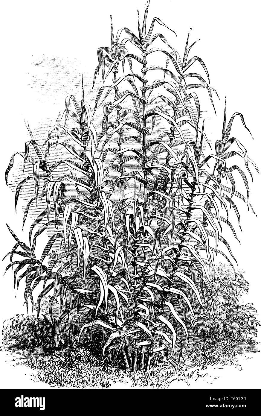 Arundo donax is a grass that generally grows to 6 m high & with hollow stems 2 - 3 cm diameter. The leaves are alternate, 30 - 60 cm long and 2 - 6 cm Stock Vector