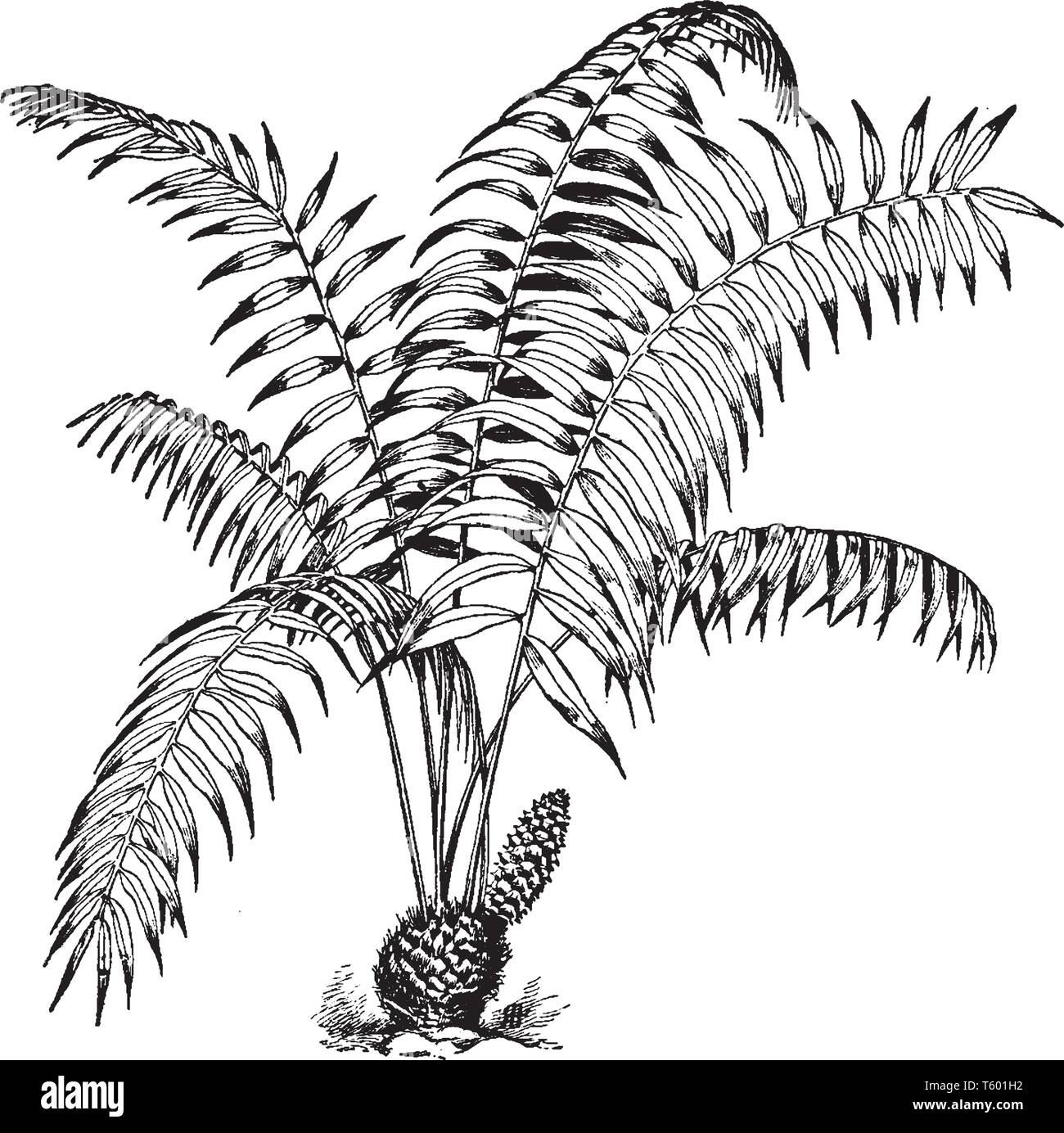 Ceratozamia Mexicana is known as Mexican Horncone. It is an evergreen plant, vintage line drawing or engraving illustration. Stock Vector