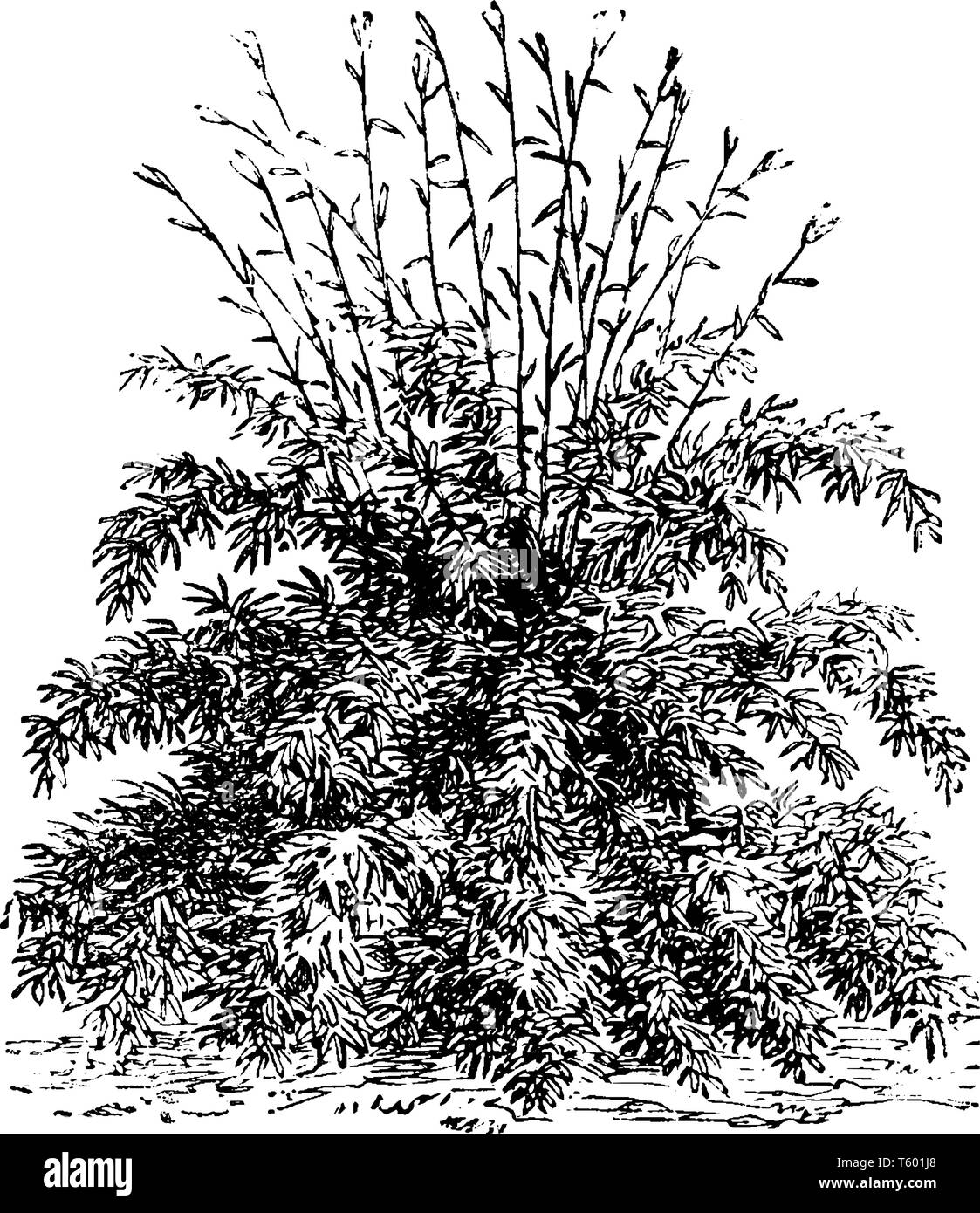 This is image of Arundinaria Falcata. There stem are green and very slender also the leaves are linear and narrow, vintage line drawing or engraving i Stock Vector
