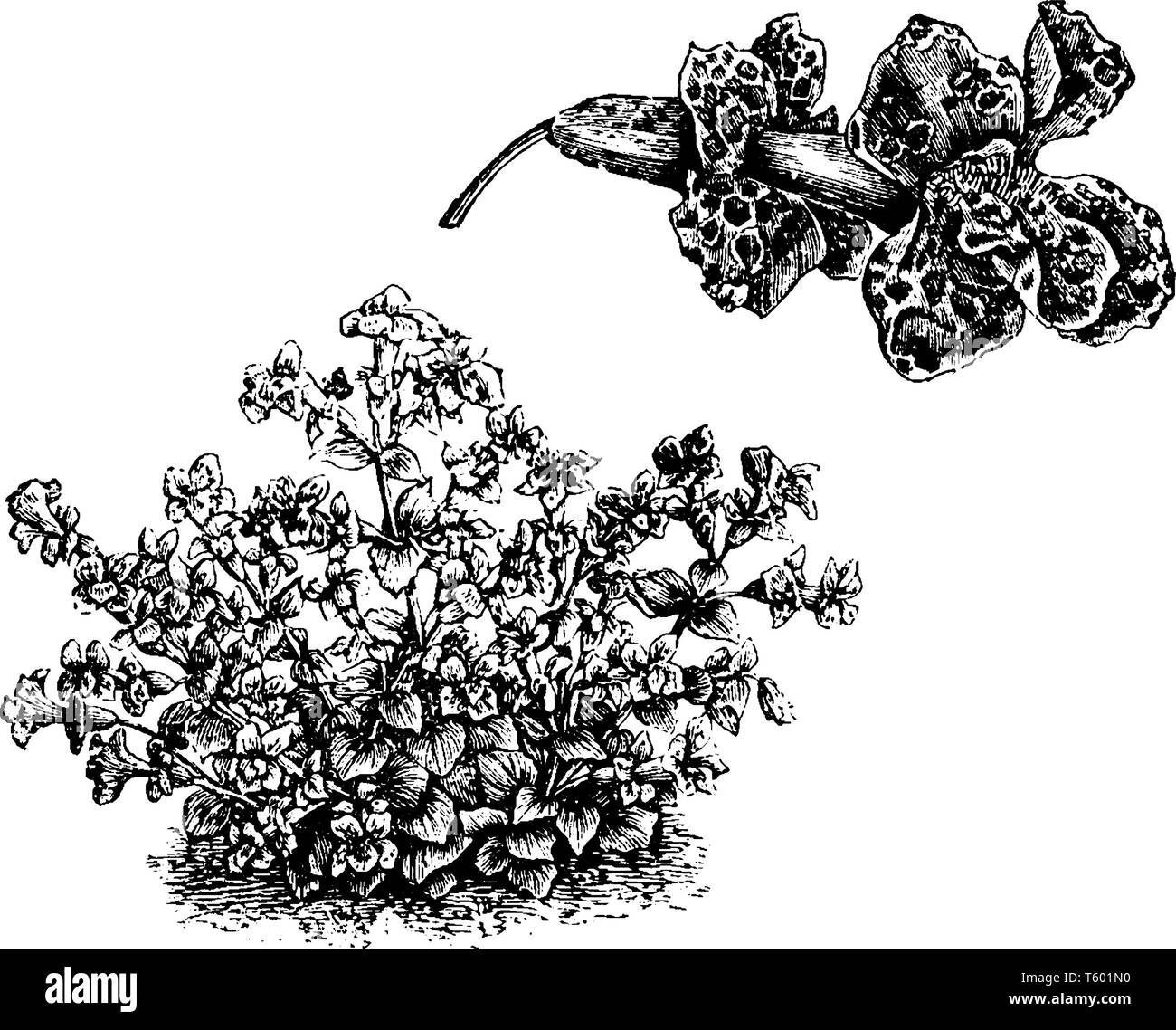 This picture shows a dwarf plant Mimulus luteus nobilis, is a tubular flower found in North America, vintage line drawing or engraving illustration. Stock Vector