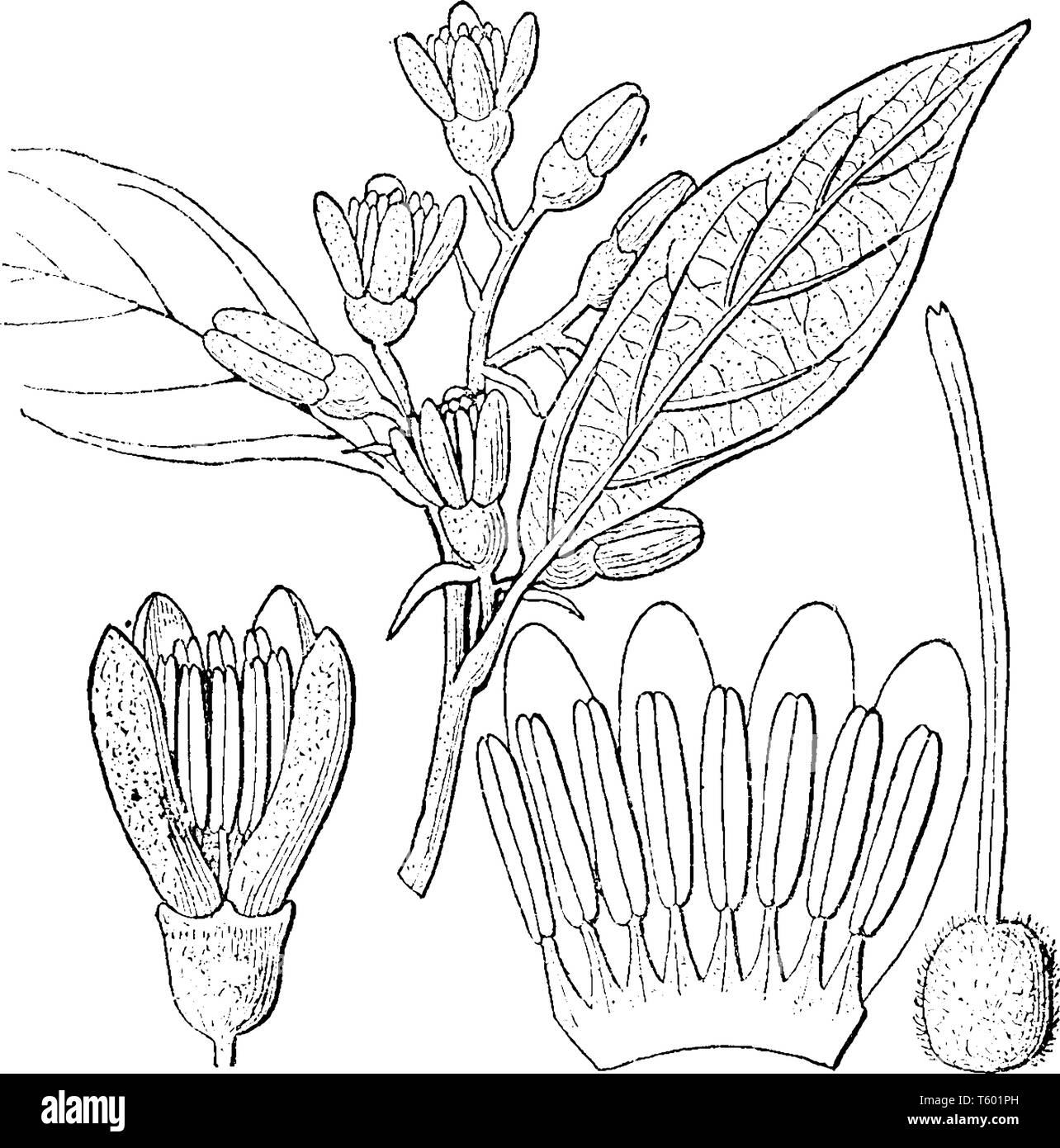 A picture showing the different parts of Styrax suberifolium tree. The parts includes a flower, corolla, stamens & pistil, vintage line drawing or eng Stock Vector
