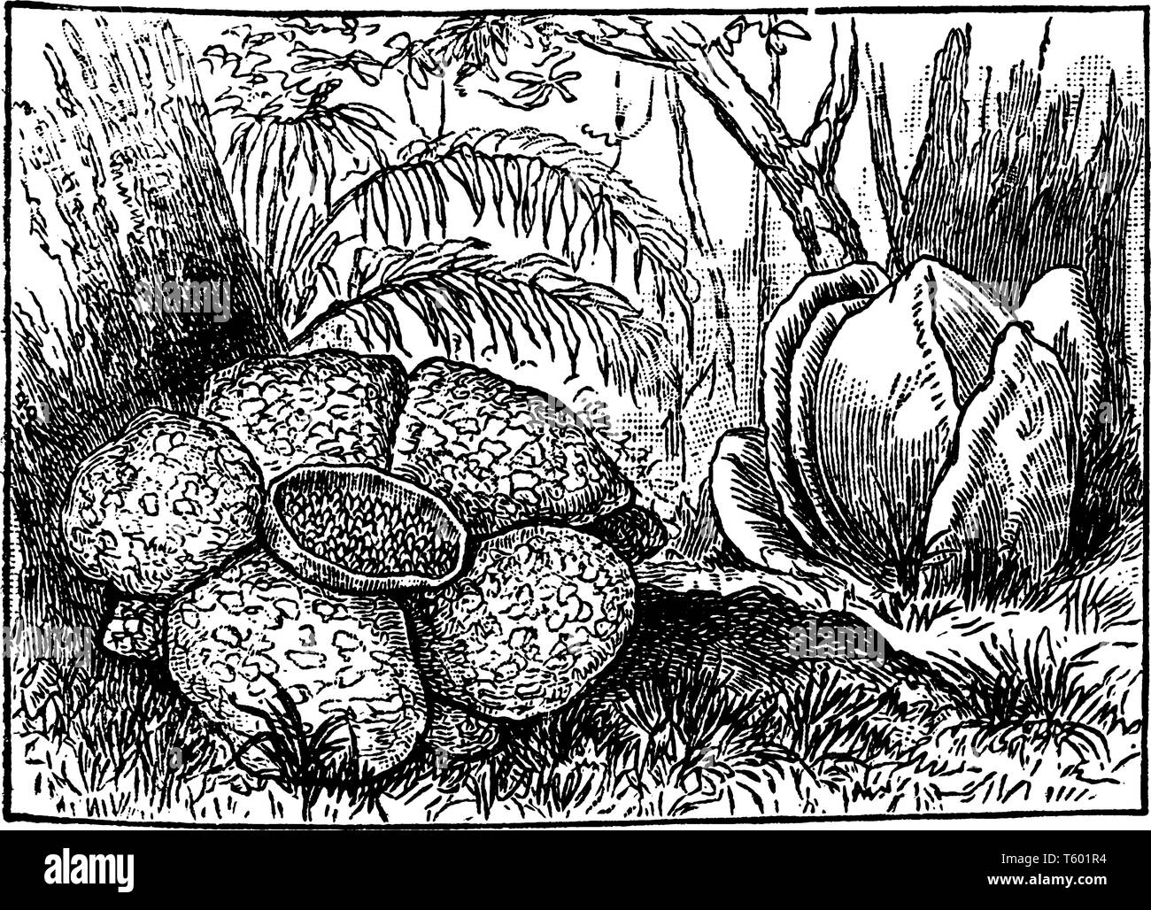 A picture is showing Rafflesia Flower. Rafflesia is a genus of parasitic flowering plants. This is gigantic flower, vintage line drawing or engraving  Stock Vector