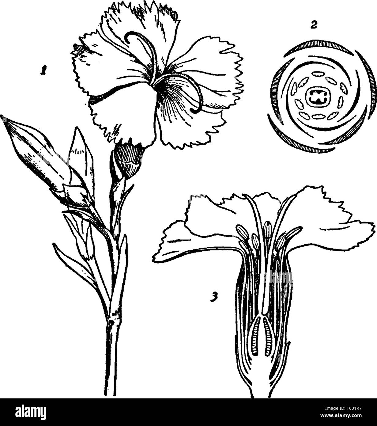 A picture is showing Dianthus. This plant is native to Europe and Asia. Sweet William is common name for it. Picture show: 1. a flower branch, 2. Top  Stock Vector