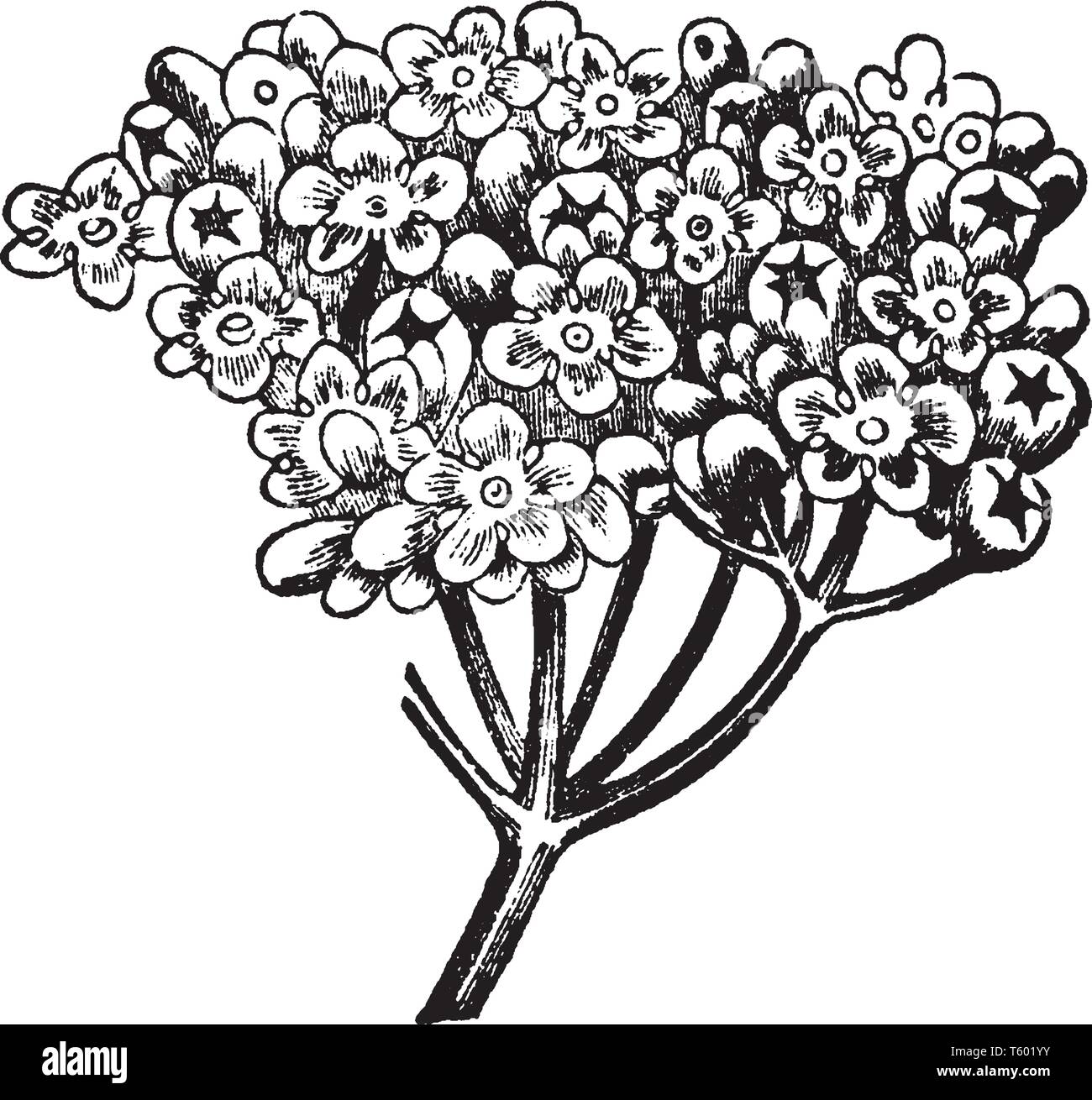 An inflorescence is a group or cluster of flowers arranged on a stem that is composed of a main branch. These flower bloom in herd in the stem, vintag Stock Vector