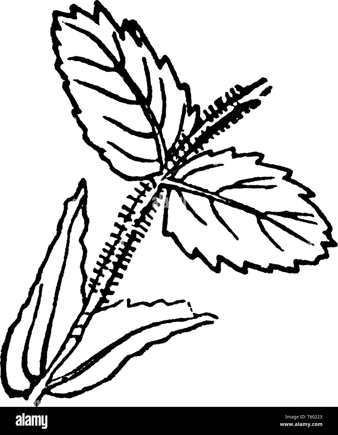 Base floral Cut Out Stock Images Pictures Alamy