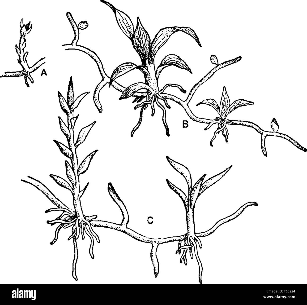 An image of Moss Protonemata. When a moss first grows from the spore, it grows as a protonema which develops into a leafy gametophore, vintage line dr Stock Vector