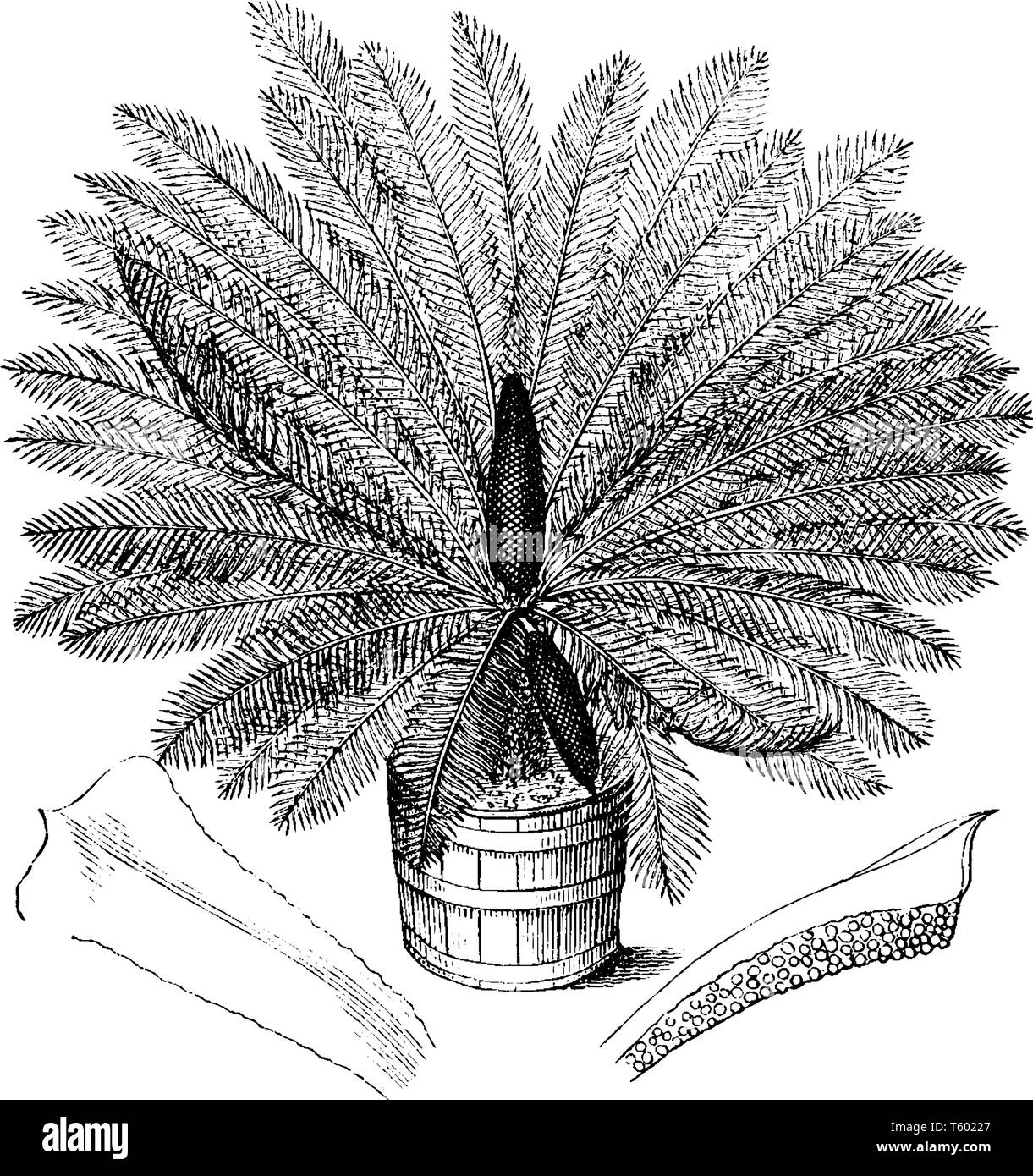 A picture showing the plant of Sago Cycad or Cycas Revoluta is known as the palm king sago, but it is not a palm, vintage line drawing or engraving il Stock Vector