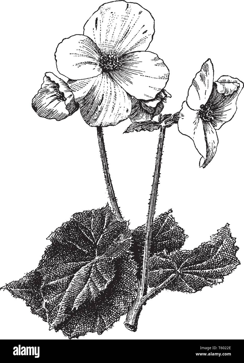 Begonia Tuberhybrida is flowering plant. The flowers have four petals