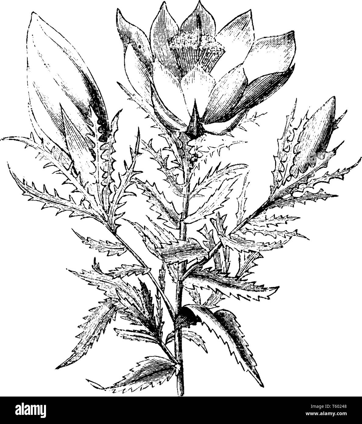 This picture is for a flower named Mentzelia Ornata. This flower is big