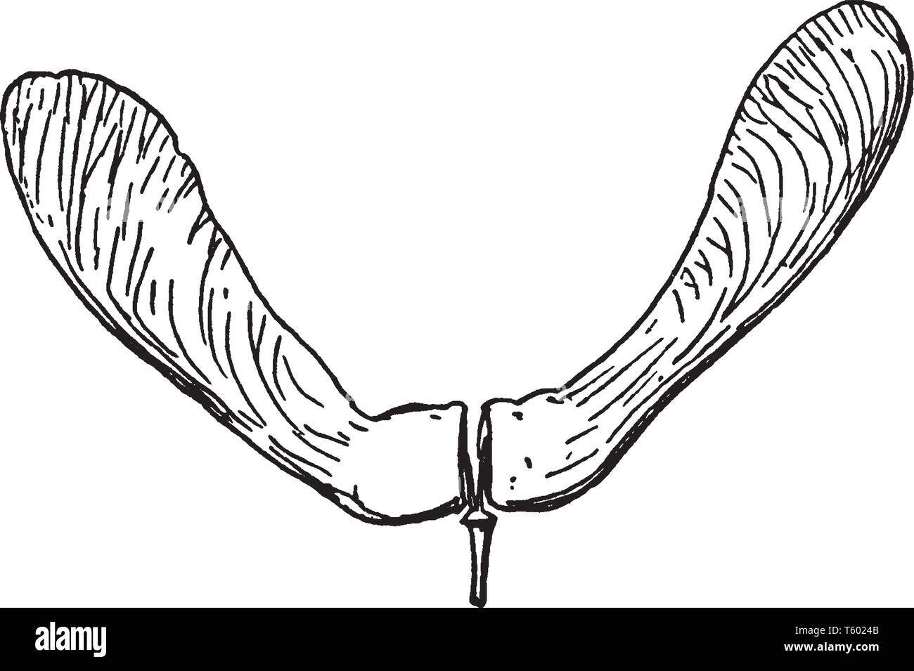 Winged seed Black and White Stock Photos & Images Alamy