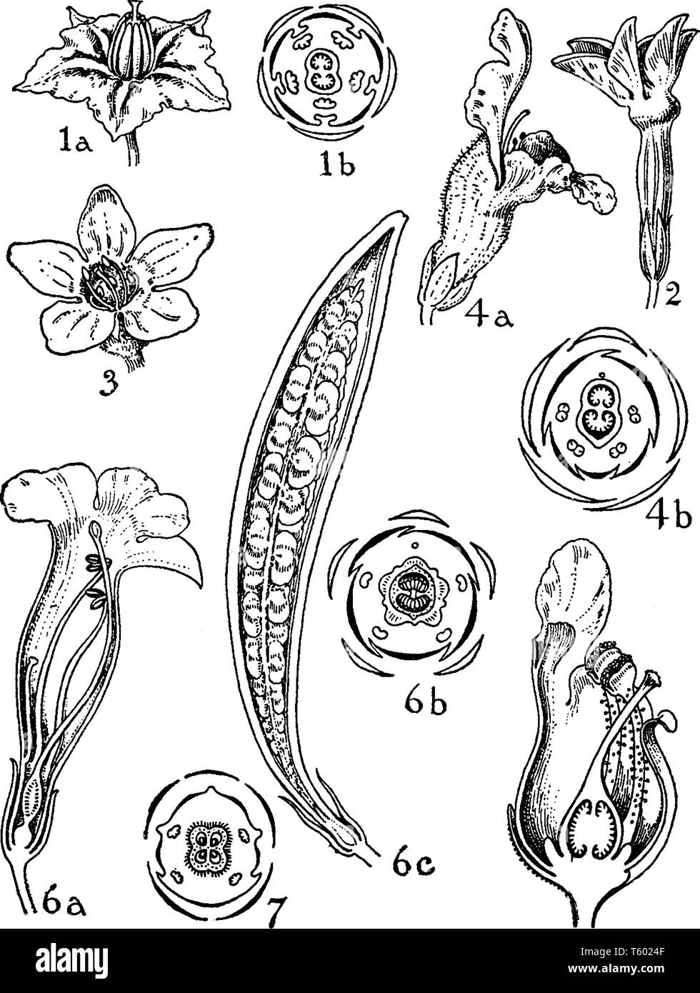 A picture shows Orders of Solanaceae, Scrophylariaceae, Bignoniaceae, and Pedaliaceae. 1 is solanum, 2 is nicotiana, 3 is verbascum, 4 is antirrhinum, Stock Vector