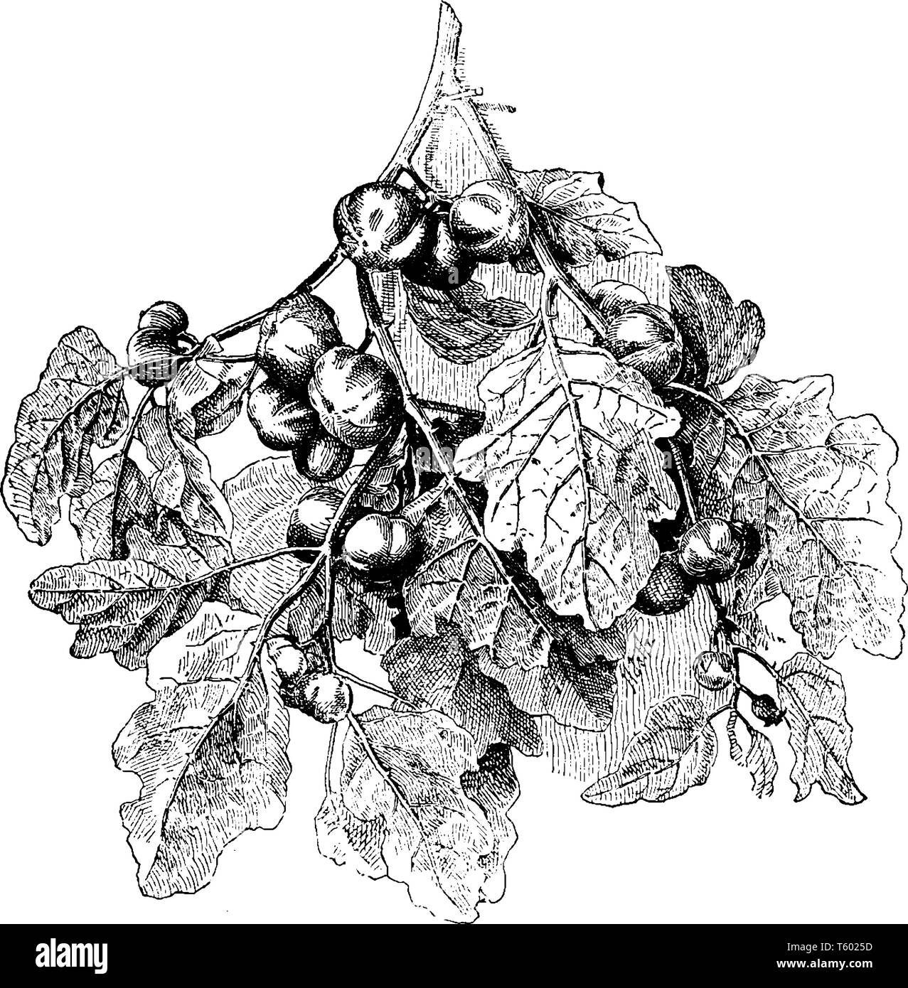 Picture shows Integrifolium Solanum Plant. The small white flowers that