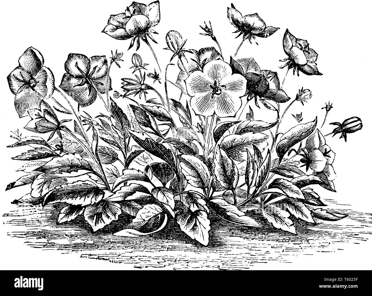 This is a image of flowers of Campanula Carpathica Pelviformis. Its flowers are fragrant and lilac colored, vintage line drawing or engraving illustra Stock Vector