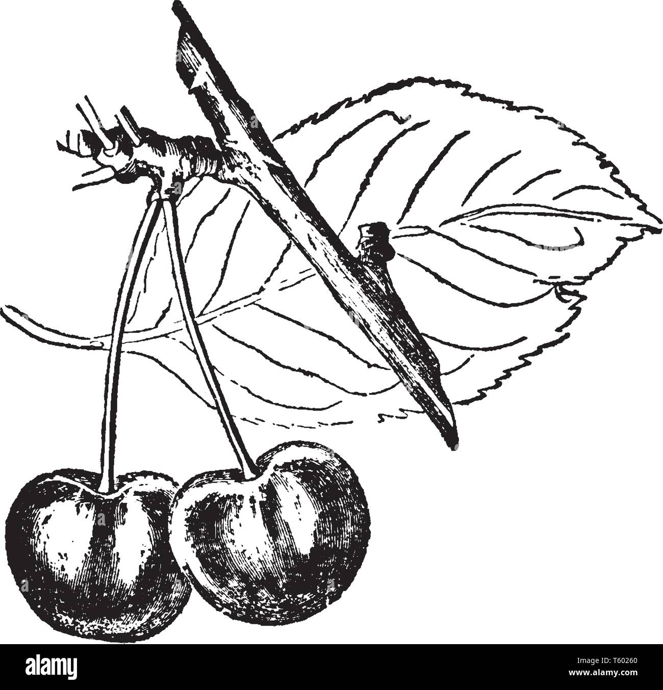 This frame has cherry stems and it has 2 cherries, vintage line drawing