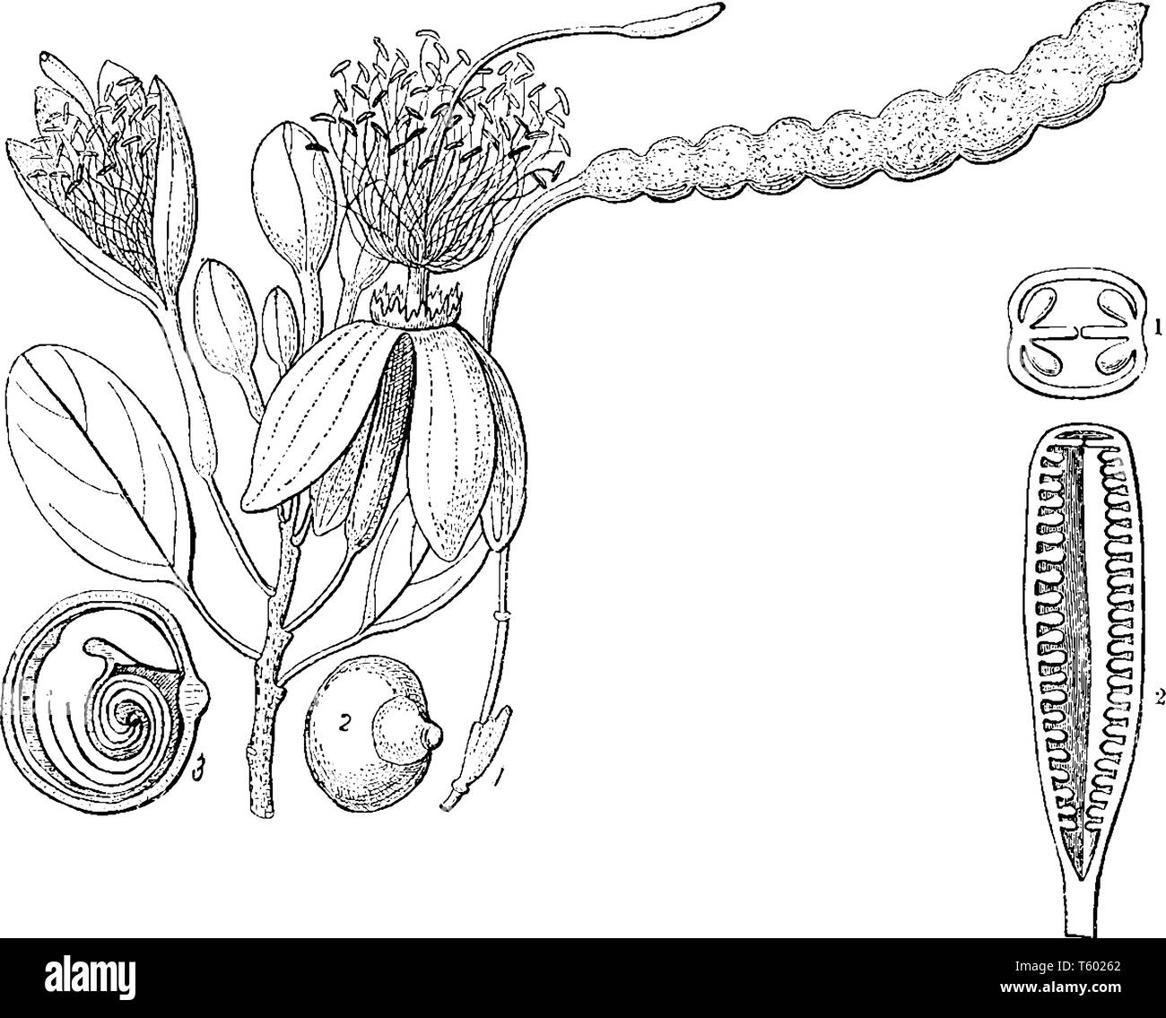 Maerua is a genus of plants in the family Capparaceae, with its center of diversity in Africa, vintage line drawing or engraving illustration. Stock Vector