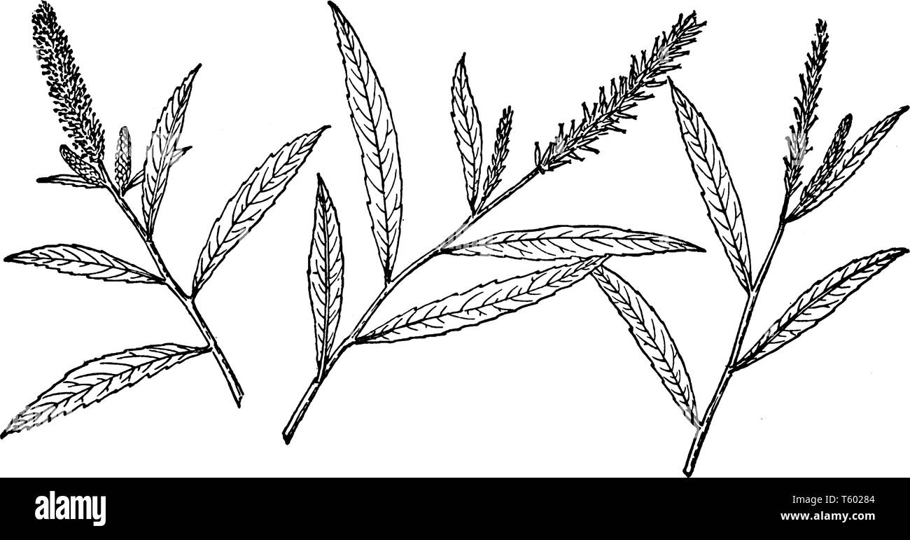 A branch of Salix Sesillilifolia. The leaves are up to 12 centimeters long, oval with pointed tips, edged with spiny teeth, and generally coated thinl Stock Vector
