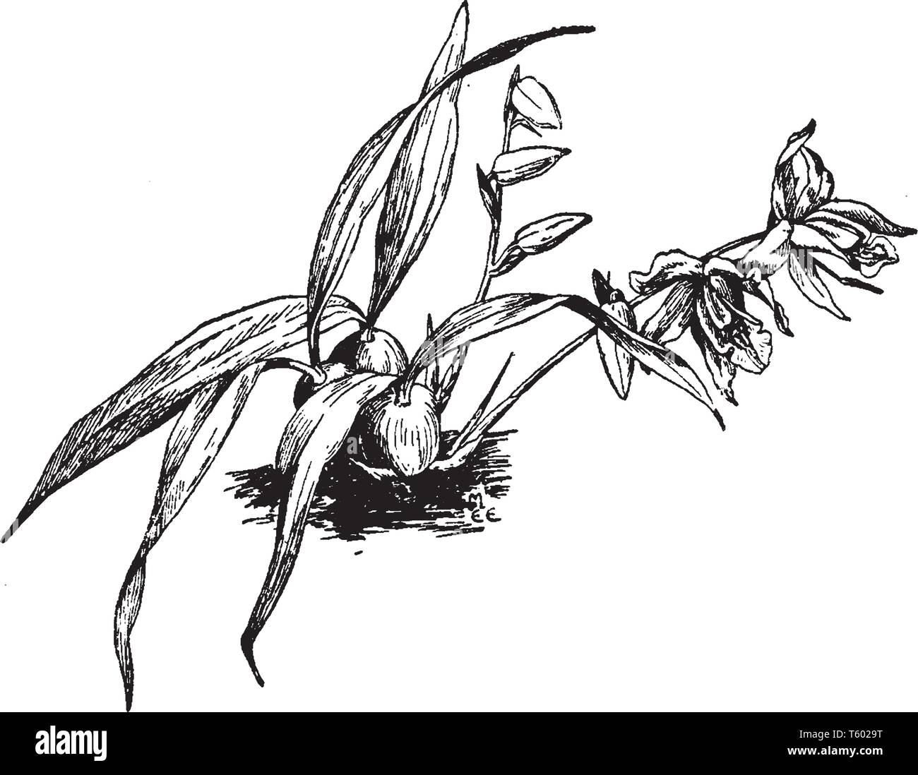 Coelogyne Cristata is a large genus of tropical Asian epiphytic orchids has mostly yellow or white flowers with membranaceous perianth, vintage line d Stock Vector