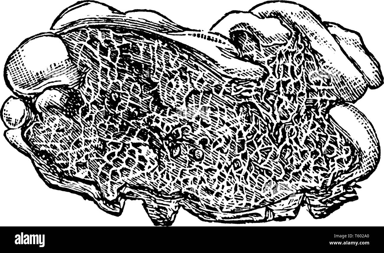 A picture showing Dry Rot Fungus. A decomposition that affects the wood, caused by several species of fungi, whose mycelium penetrated the wood and de Stock Vector