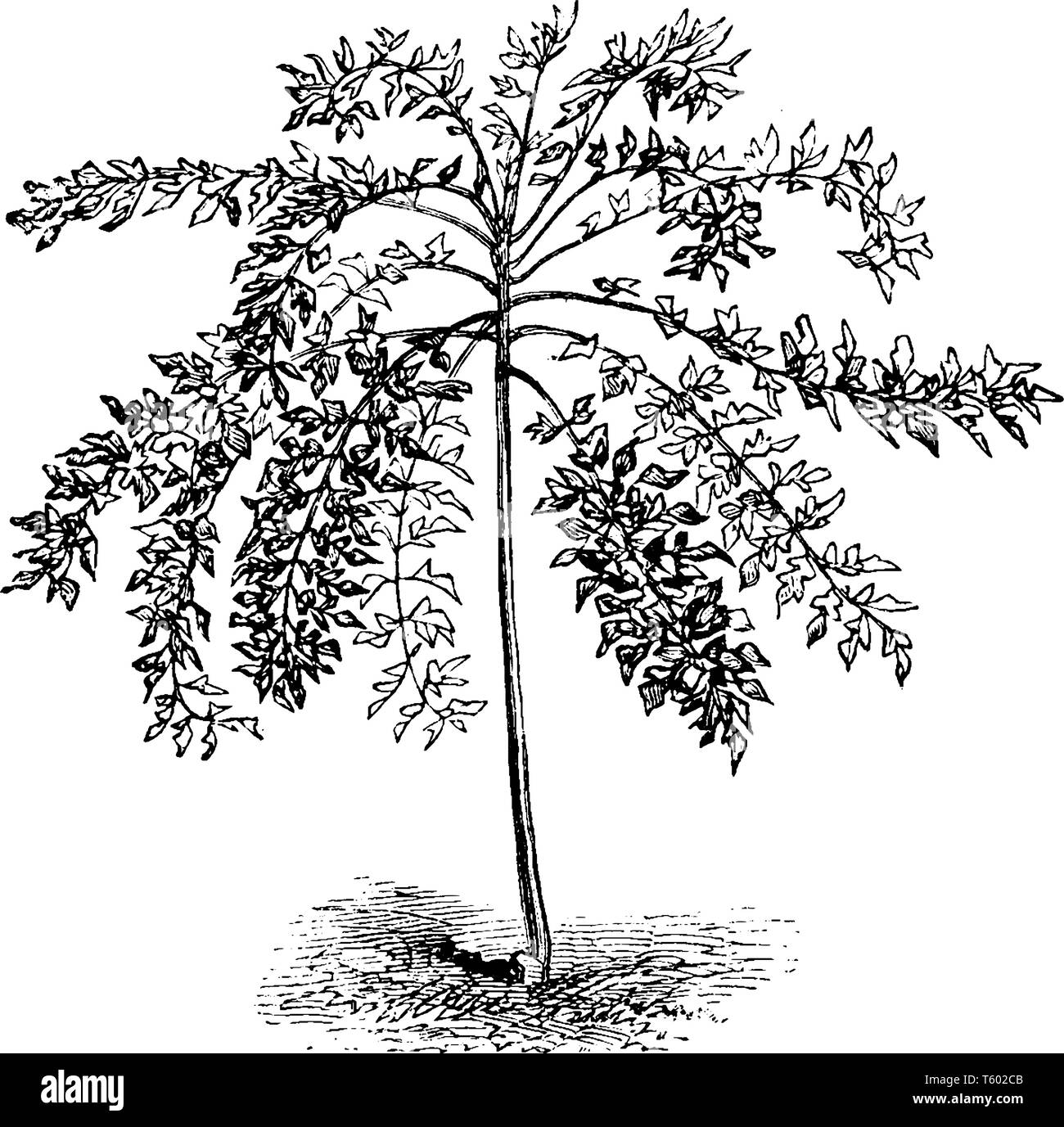 A picture showing a Panax Murrayi. This is from Araliaceae family. A small to medium size tree, grows 25 meters tall. Leaves are larger oval shaped. S Stock Vector