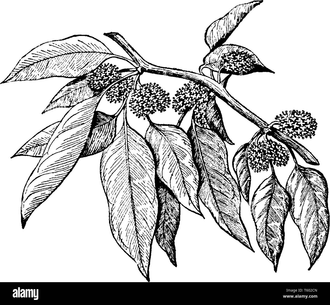 A picture showing the orange tree branch. there are a many long leaves