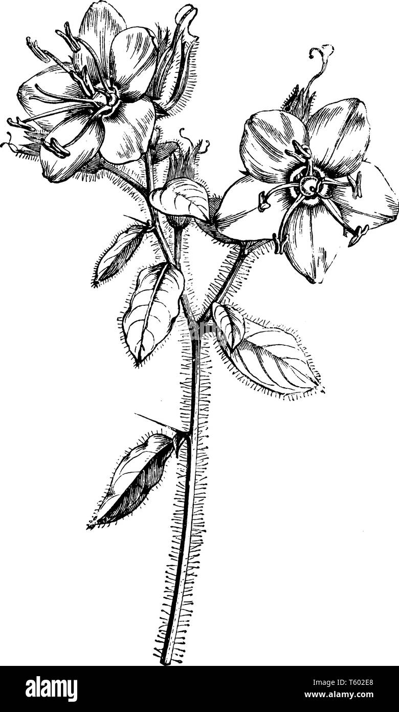 This picture is showing Flowering Stem of Hydrolea Spinosa with its thorny stem flowers which are mostly bloom in July month, vintage line drawing or  Stock Vector
