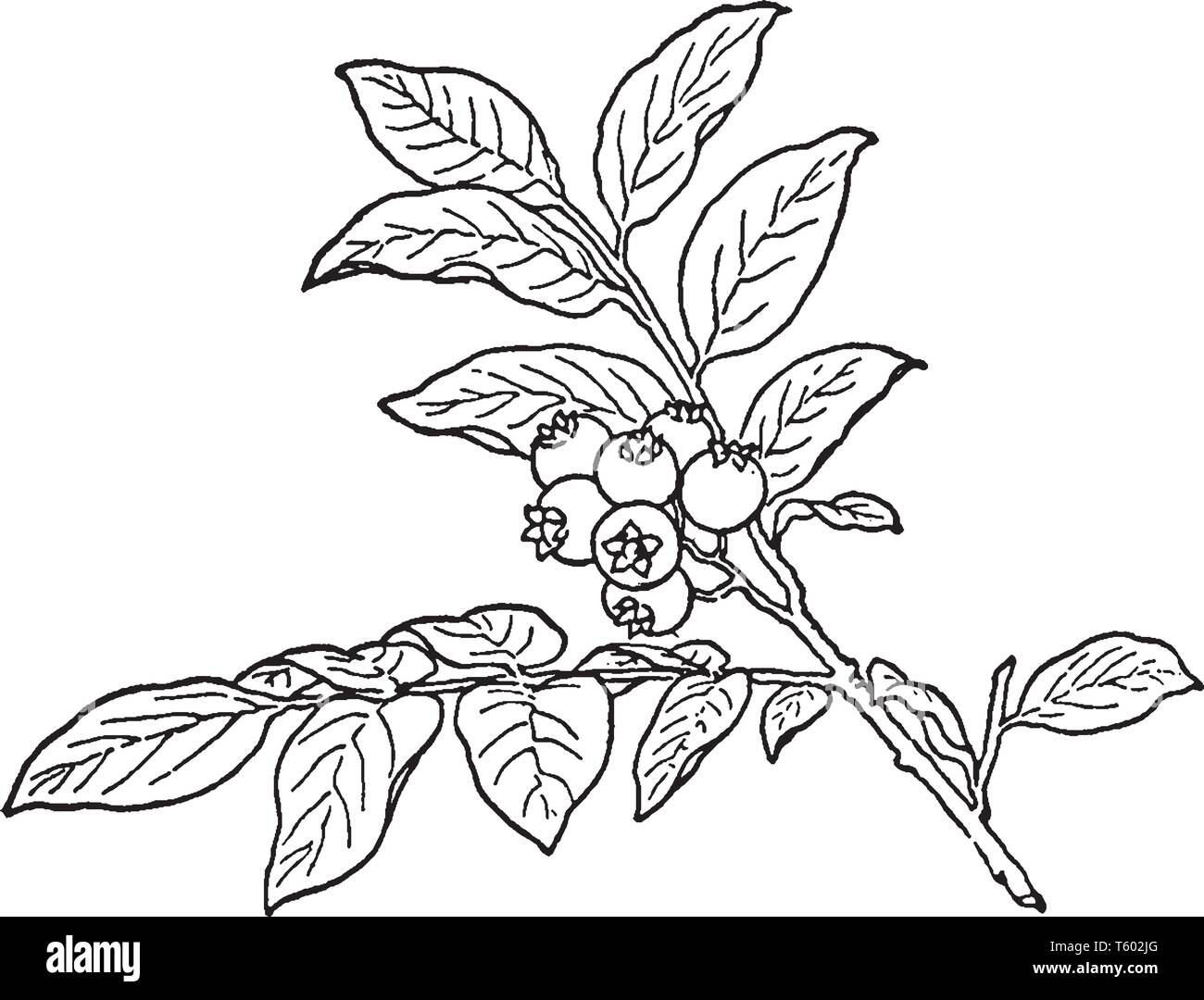 740+ Huckleberry Drawing Illustrations, Royalty-Free Vector Graphics & Clip  Art - iStock