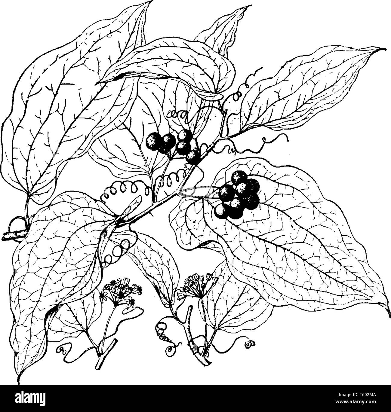 A picture shows the Hispida Smilax Plant. This plant has needle like bite. Leaves are flat spherical and fruits are dark green like berries, fiber wir Stock Vector