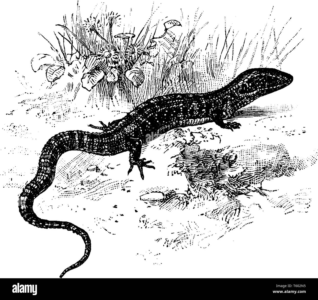 Northern Alligator Lizard is a lizard in the Anguidae family that was also known as the synonym Gerrhonotus coeruleus, vintage line drawing or engravi Stock Vector